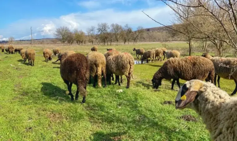 Anthrax outbreak hits Harmanli farm