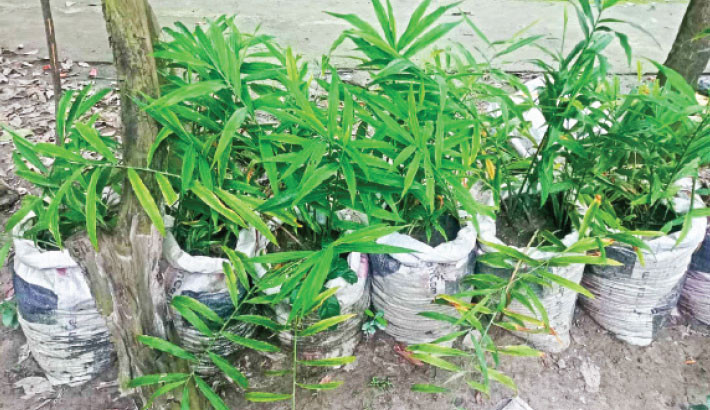 Brahmanbaria man turns unused land into ginger farm using sack method