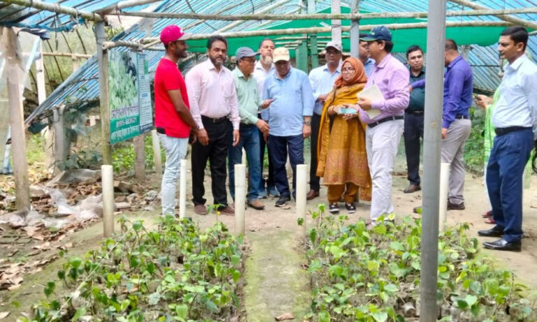 Chui jhal spice booms in Khulna attracting farmers and food lovers