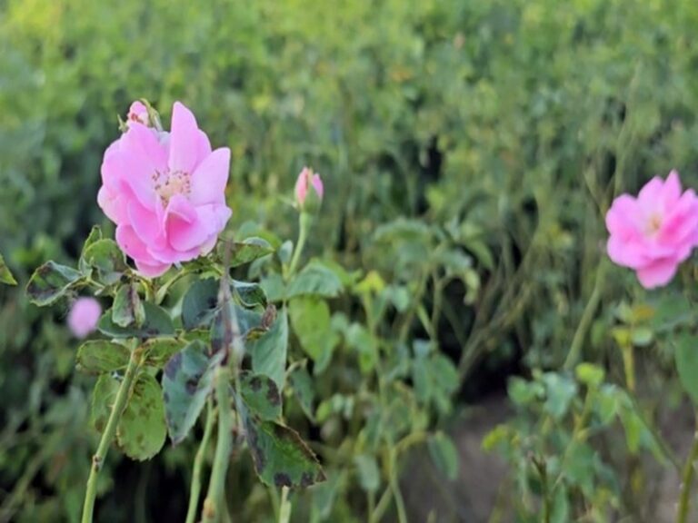 Farmers in Kannauj shift to rose cultivation for better returns
