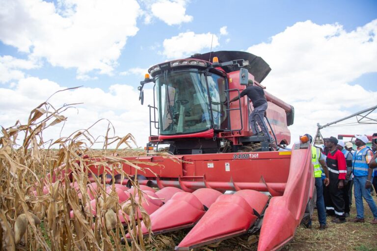 Galana Kulalu project turns around with first maize harvest in Kilifi