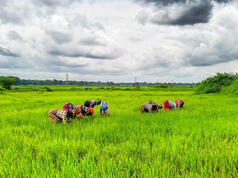 India shields farmers with policy support amid global trade shocks
