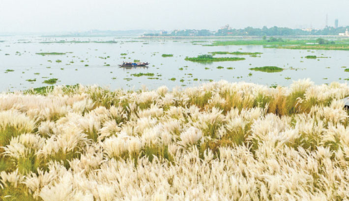 Kashphul fields enchant Dhaka with autumns beauty