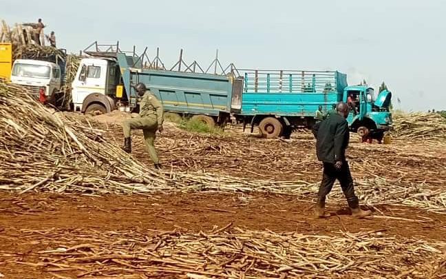 Police seize 24 tonnes of stolen sugarcane amid weighbridge scandal in Masindi