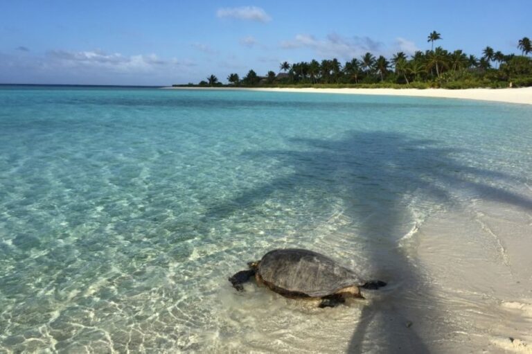 Sarawak sees surge in turtle egg smuggling with 30,000 eggs seized this year