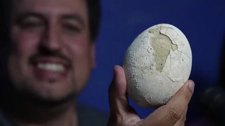 Scientists uncover perfectly preserved dinosaur egg in Argentina