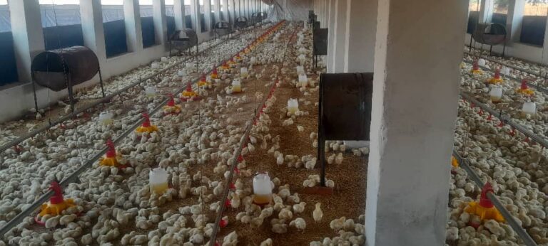 University of Zimbabwe opens Agro Industrial Park to boost self sufficiency