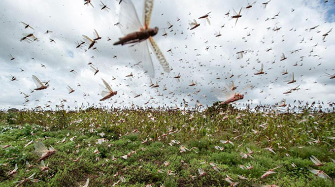 Zimbabwe on high alert as locusts threaten crops from Botswana, Namibia