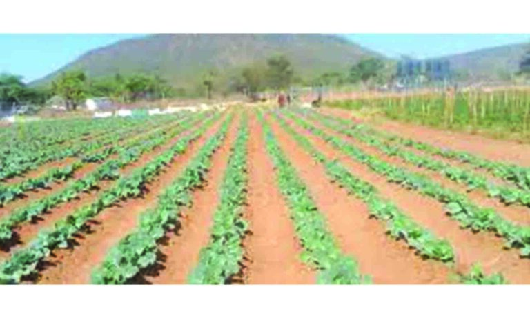 Zimbabwe rolls out 1,172 Village Business Units to fight food insecurity
