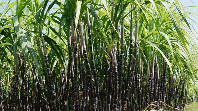 Zimbabwe sets 10-year sugarcane strategy to boost output to 1 million tonnes