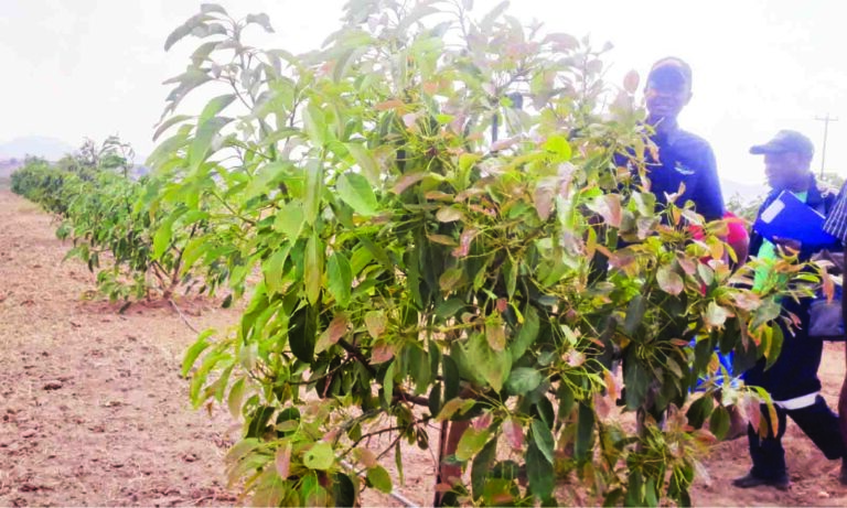 Zimbabwe turns to avocado farming to secure future wealth