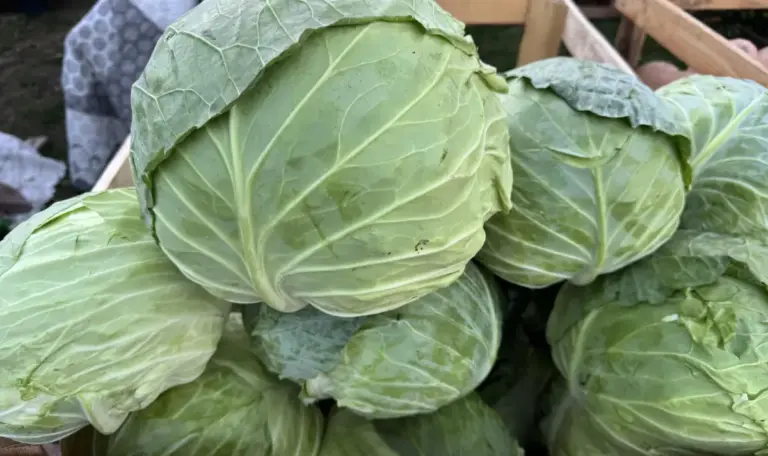 Cabbage oversupply drops farm price as retail prices soar