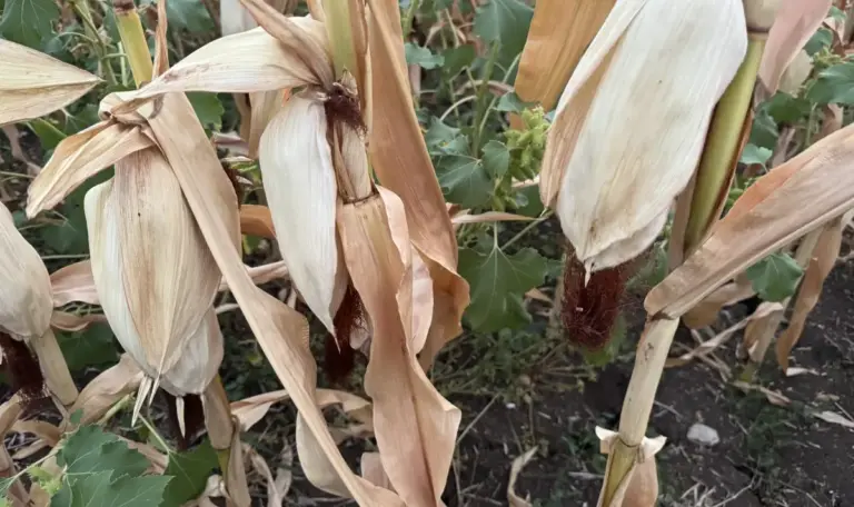 Drought devastates Bulgaria corn harvest
