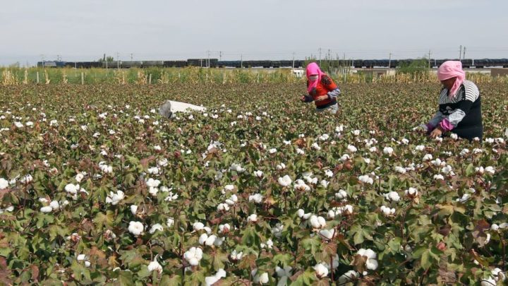 Myanmar explores high-grade cotton imports from India, Uzbekistan