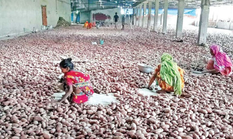 Potato farmers in Kalai suffer massive losses as cold storages overflow