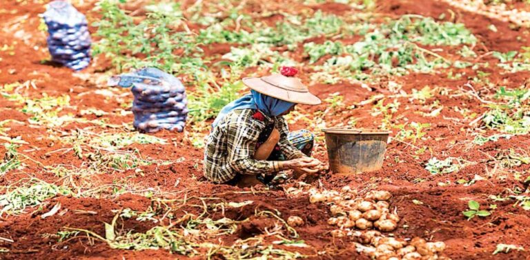 Potato prices up in Myanmar as festival demand rises