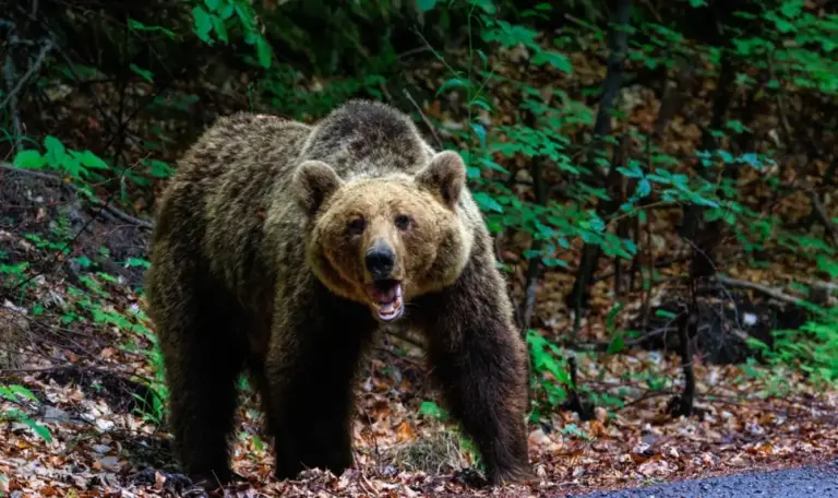 Tahov, Mitov and Genov approve bear response protocol