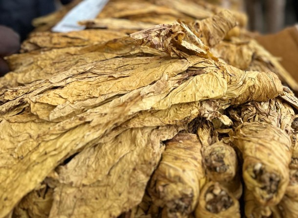 TIMB orders idle merchants to buy tobacco or lose licences